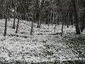 Neve (79)